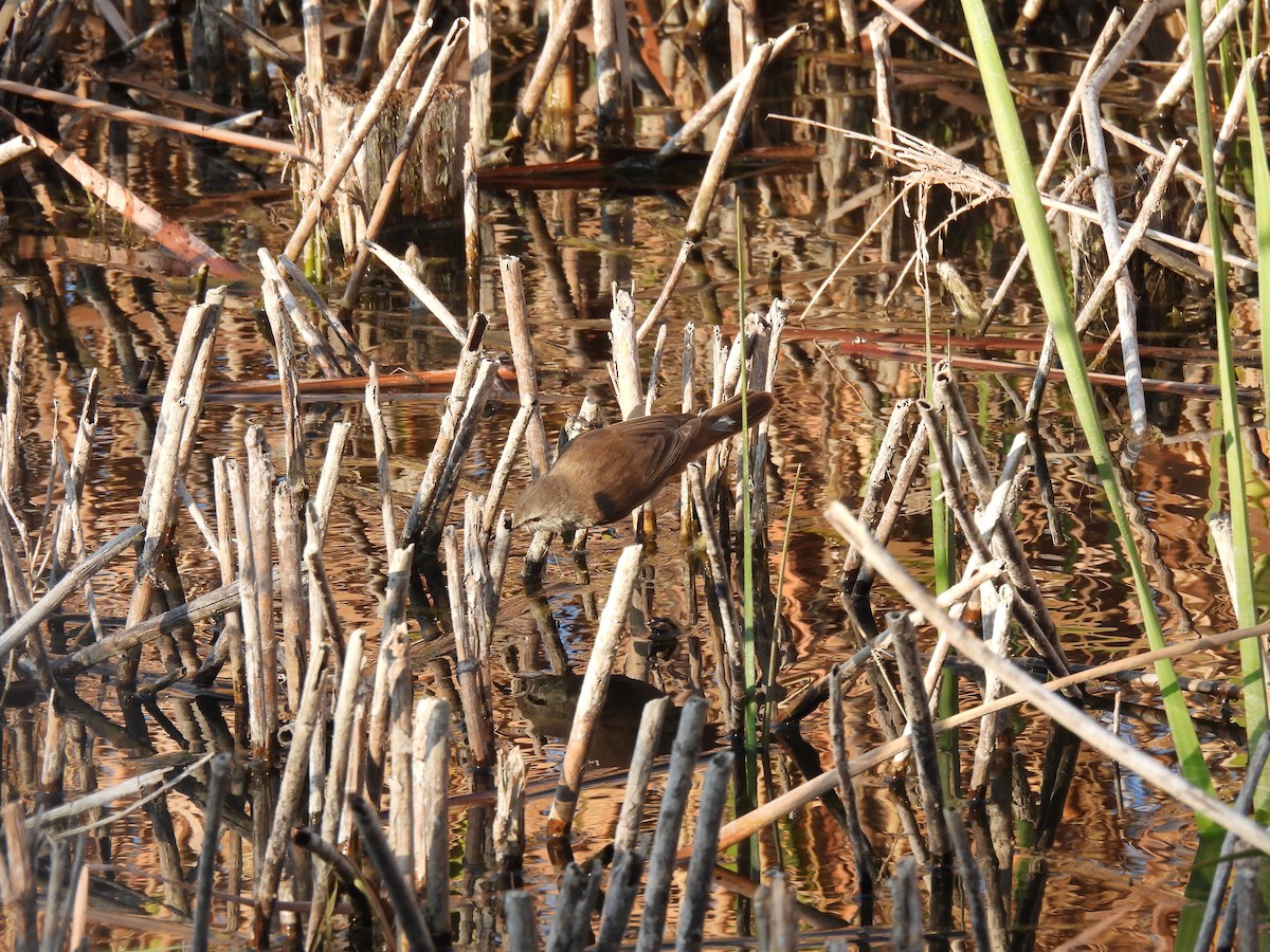 Little Rush Warbler - ML634993972