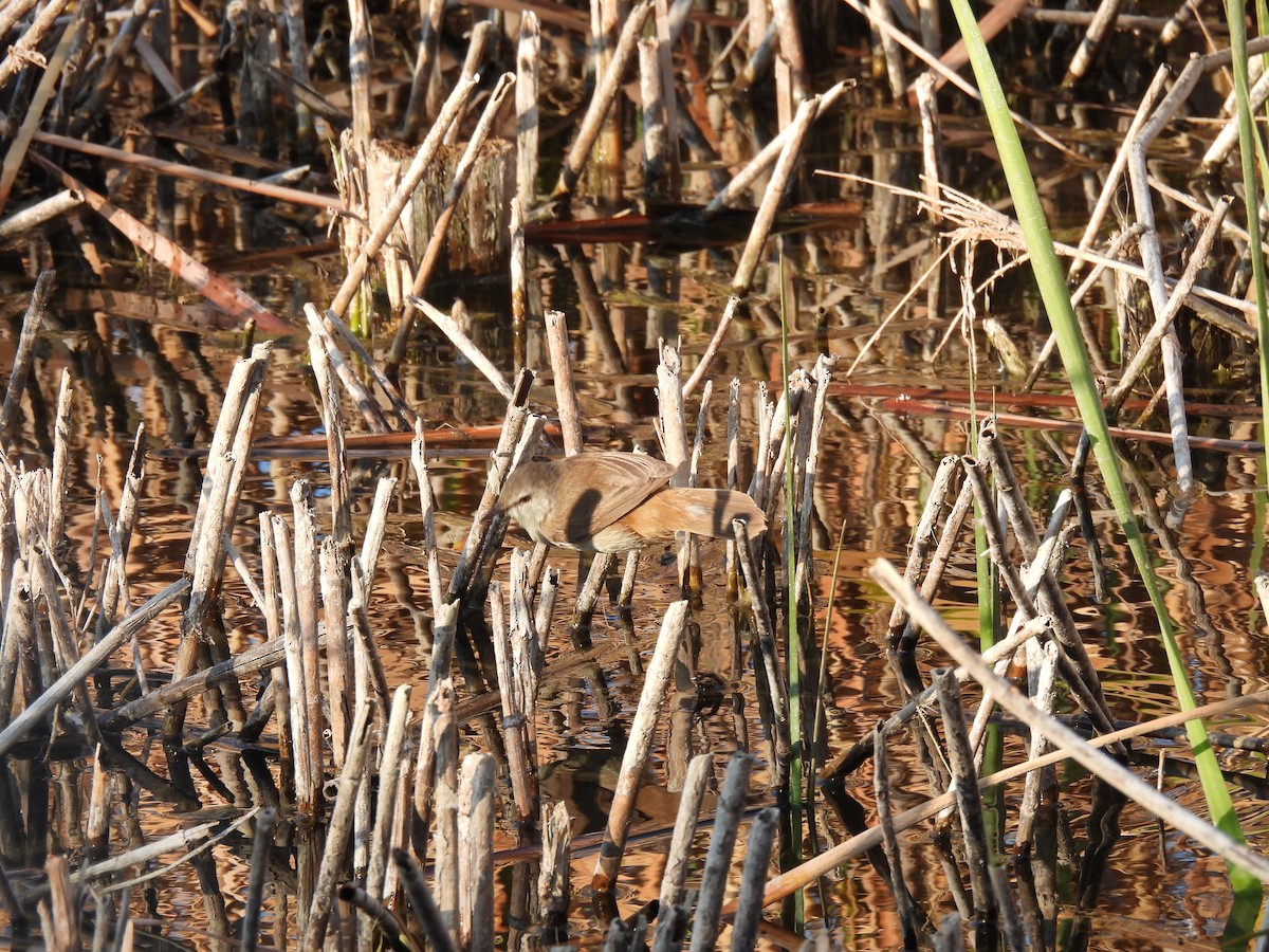 Little Rush Warbler - ML634993973