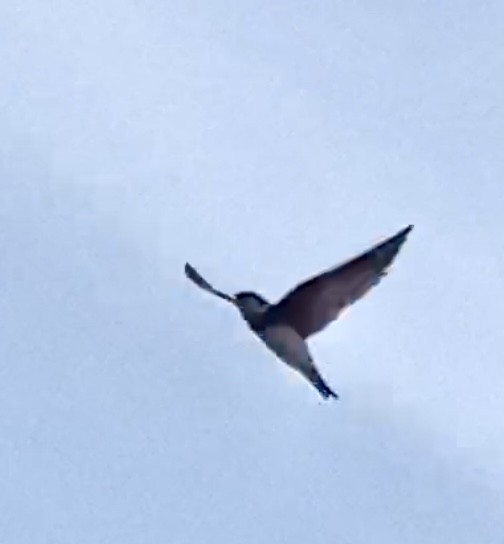 Bank Swallow - ML634993974