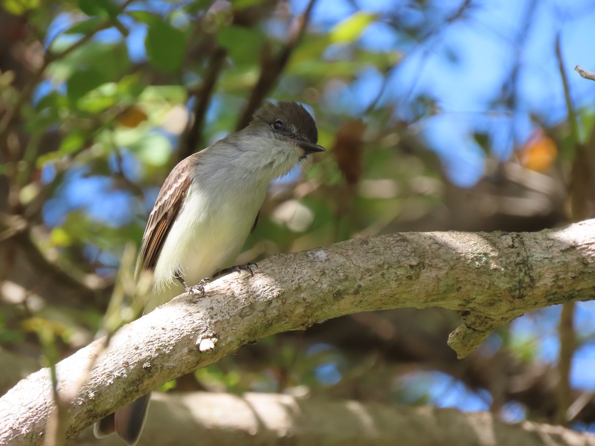 La Sagra's Flycatcher - ML634993979