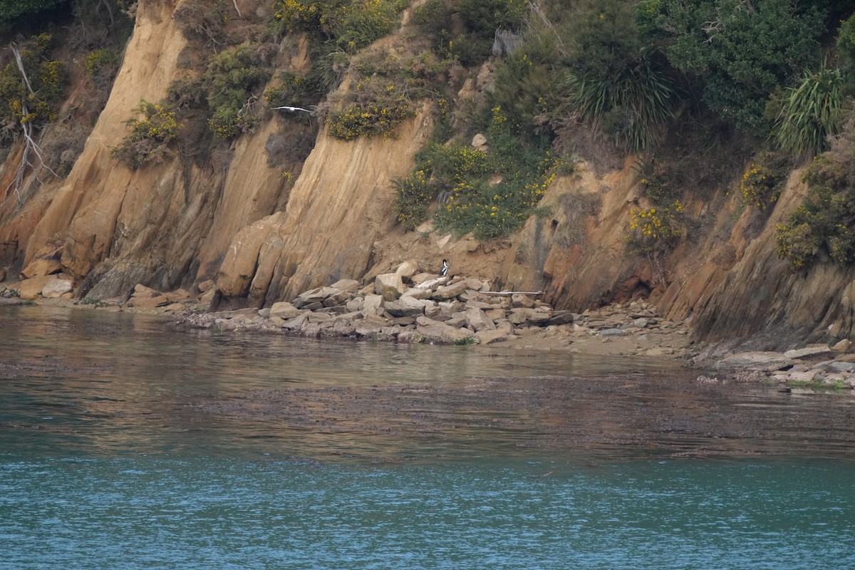 New Zealand King Shag - ML634993997