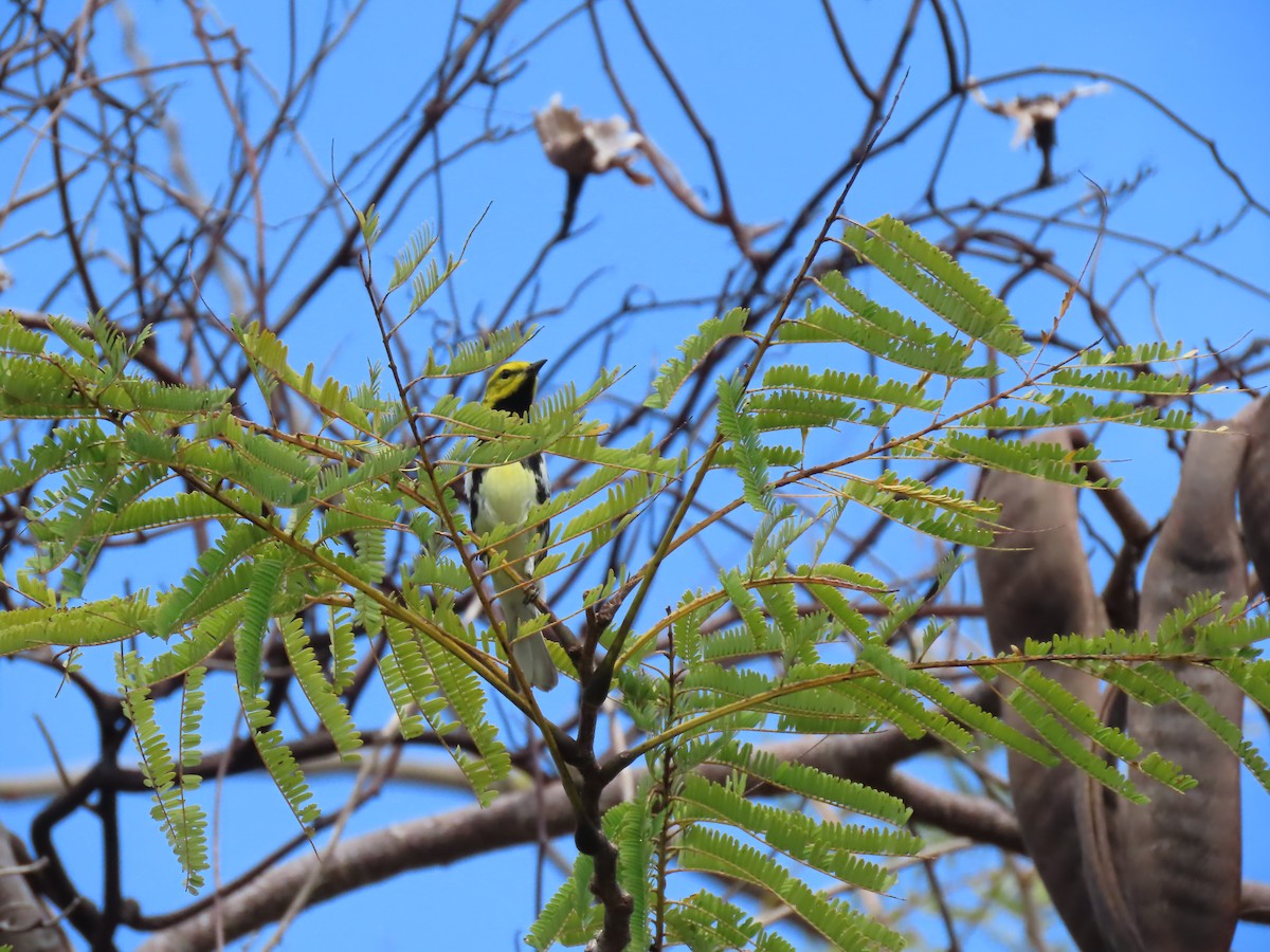 Black-throated Green Warbler - ML634993998