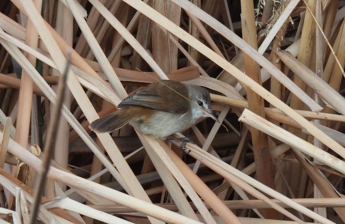 Little Rush Warbler - ML634994013