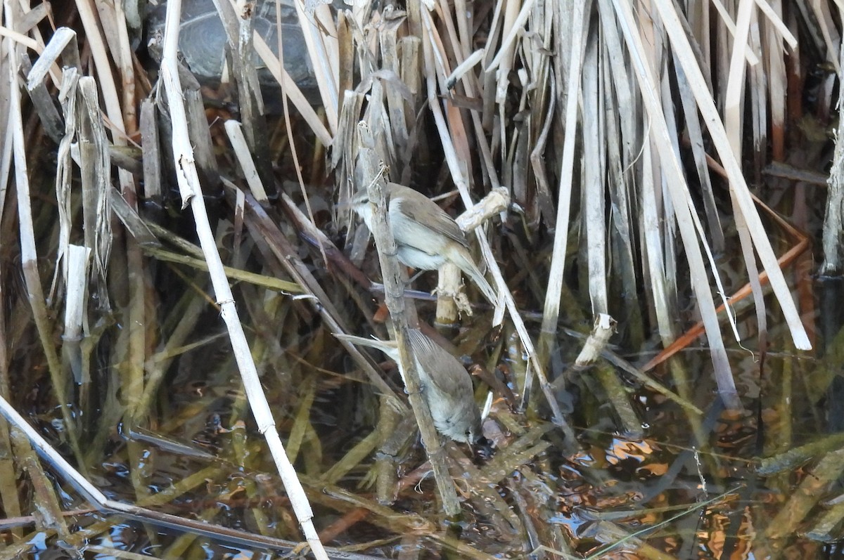 Little Rush Warbler - ML634994014