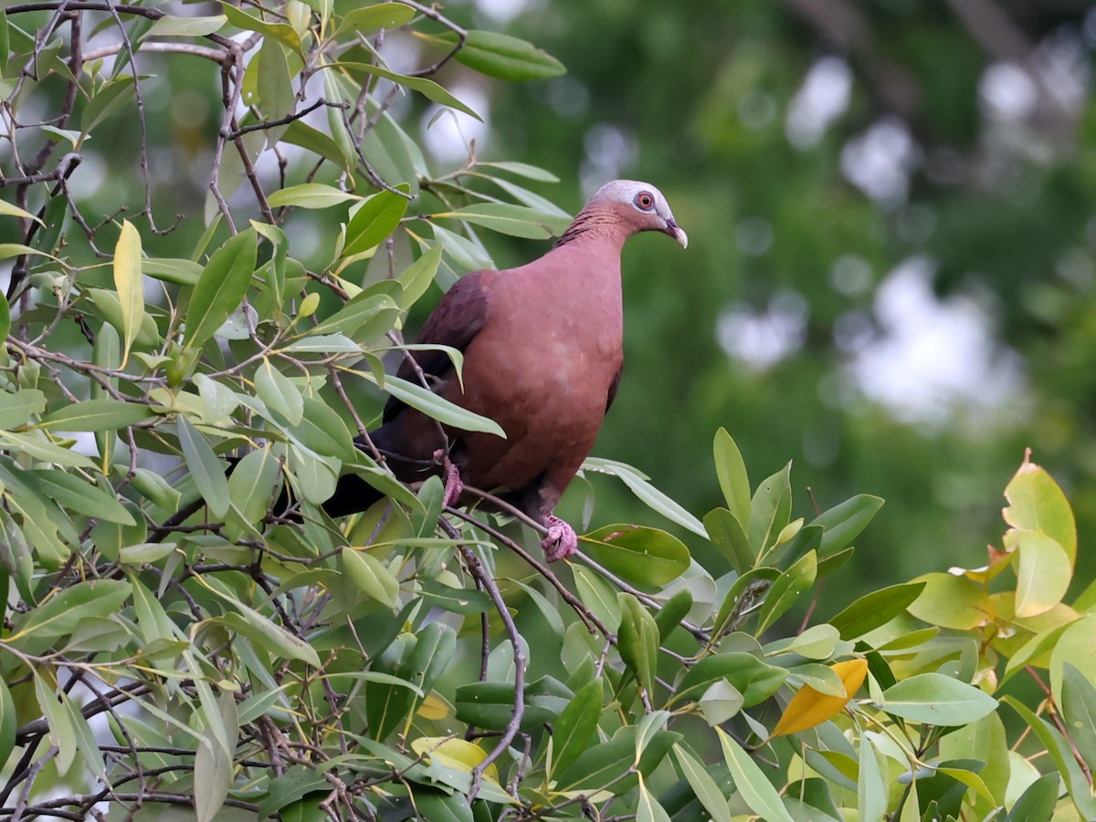 Pale-capped Pigeon - ML634994076