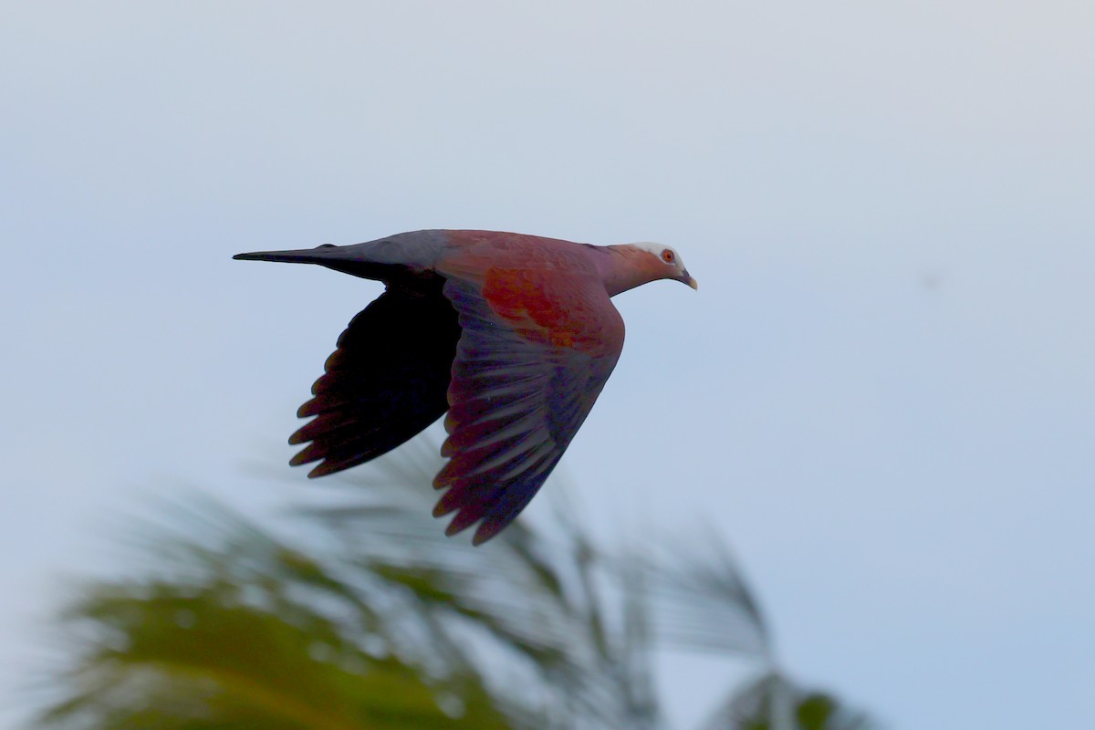 Pale-capped Pigeon - ML634994077