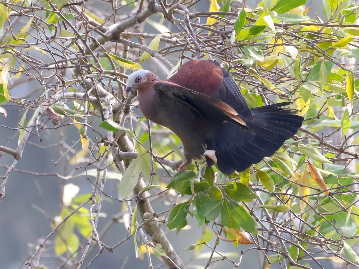 Pale-capped Pigeon - ML634994079