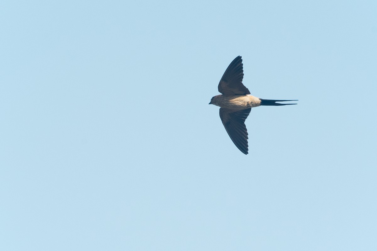 Eastern Red-rumped Swallow (Striated) - ML634994085