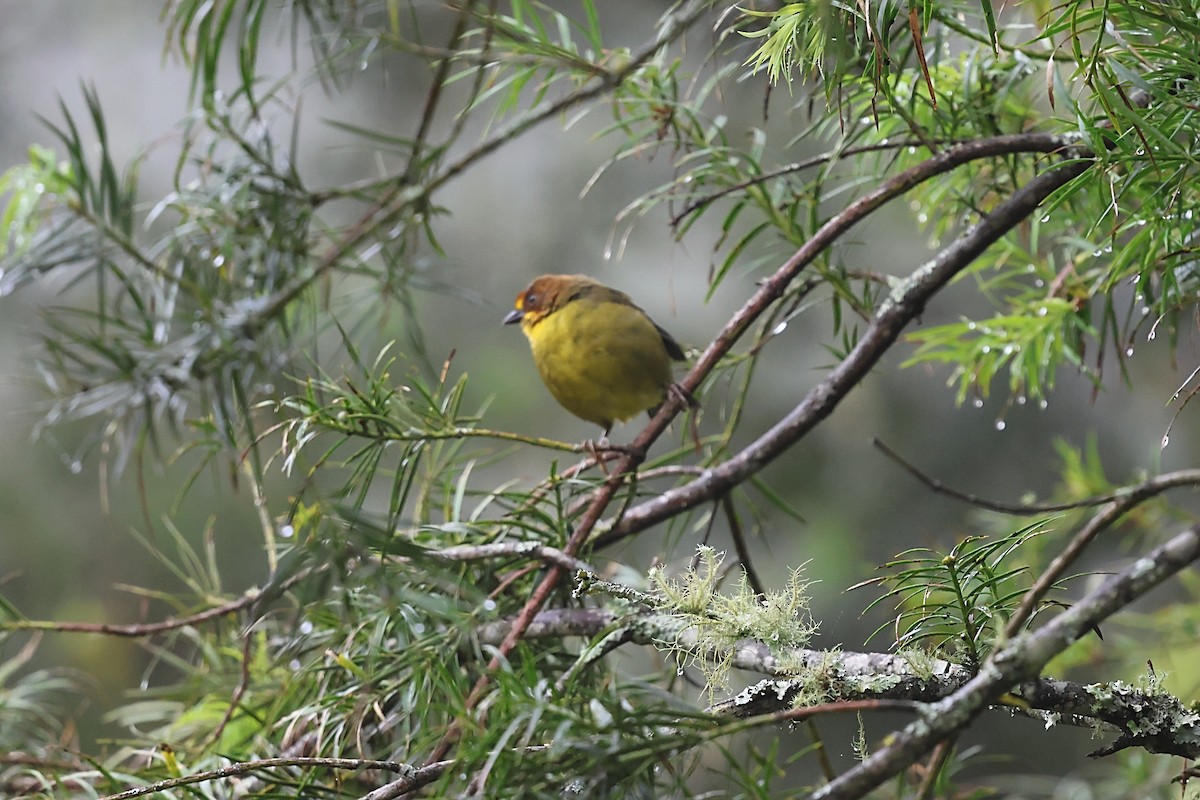 Fulvous-headed Brushfinch - ML634994195