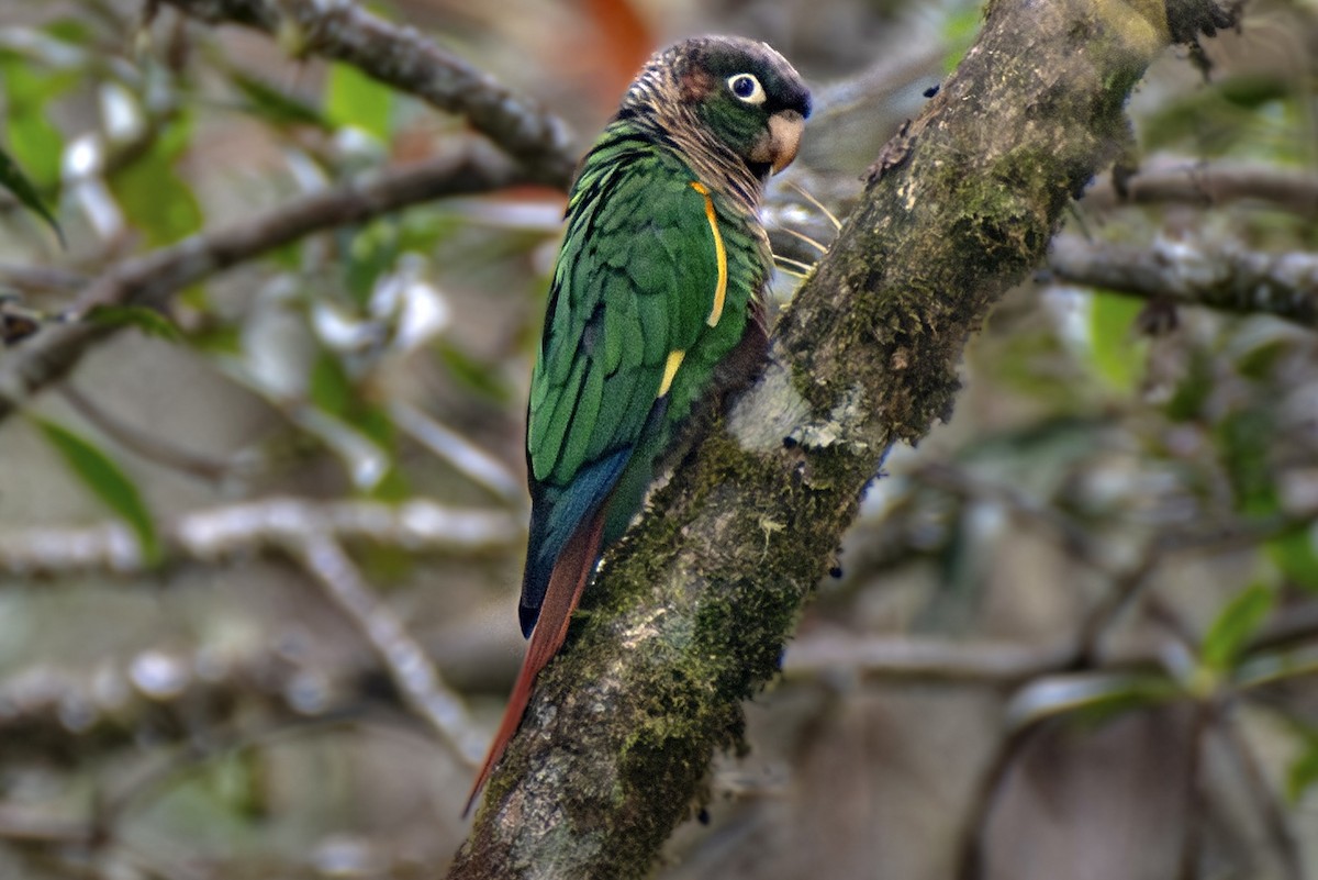 Brown-breasted Parakeet - ML634994197