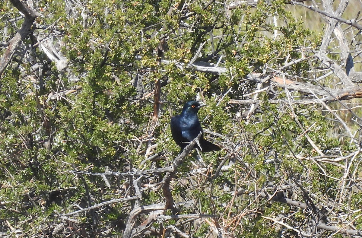 Pale-winged Starling - ML634994233