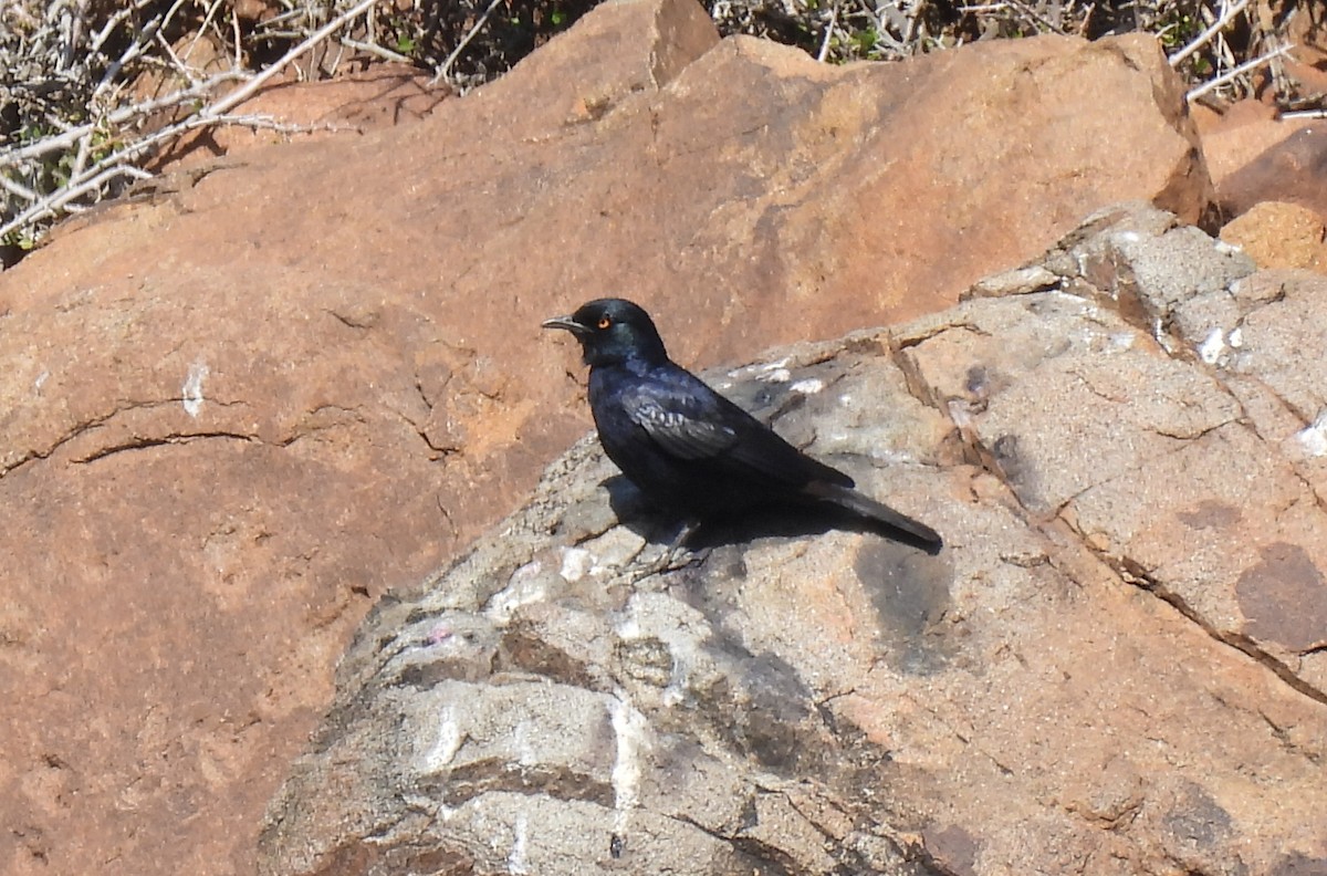 Pale-winged Starling - ML634994246