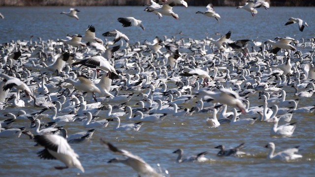 Snow Goose - ML634994287