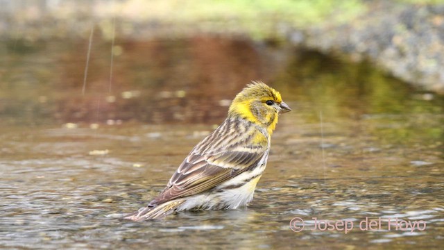 European Serin - ML634994398