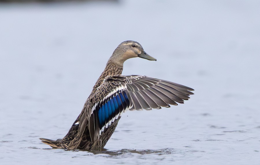 雑種 マガモ x マミジロカルガモ - eBird
