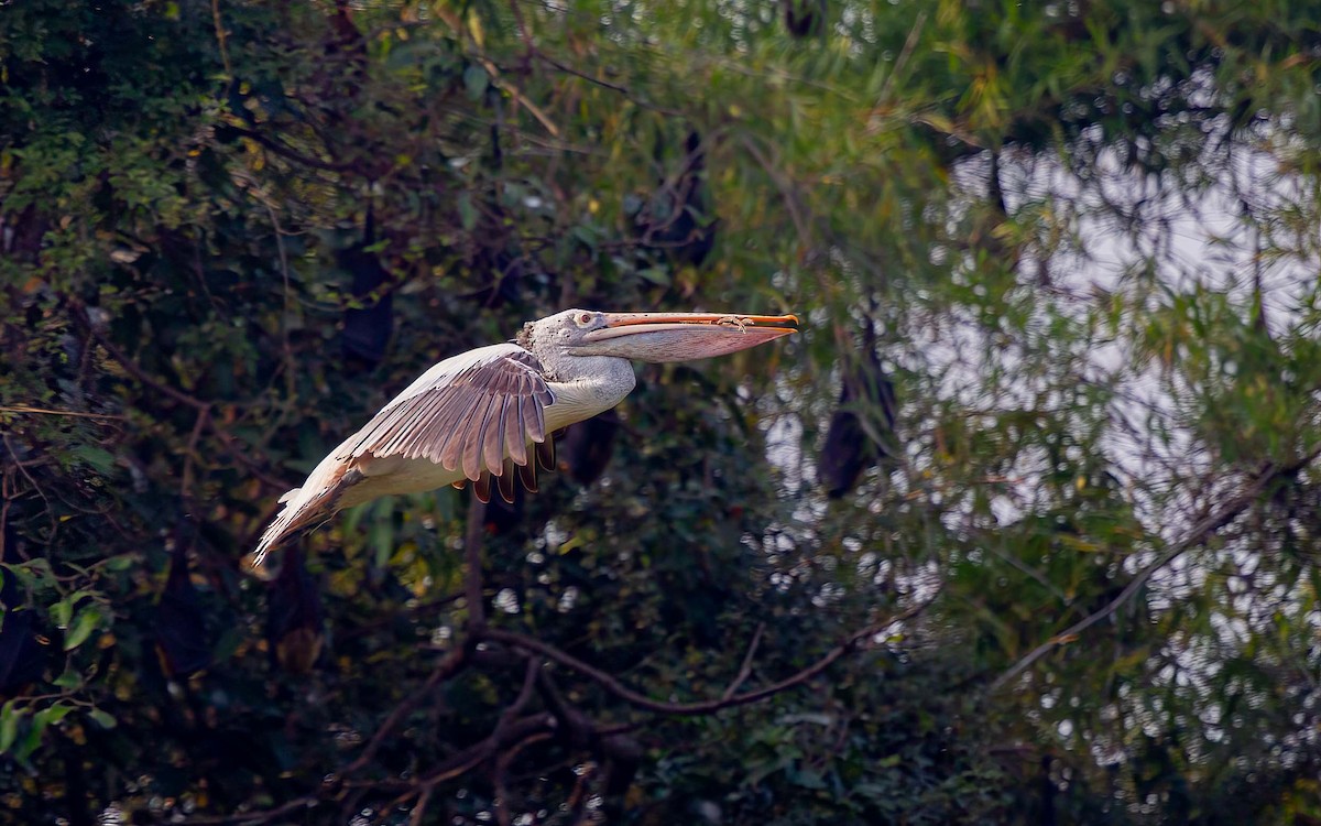 Spot-billed Pelican - ML634994517