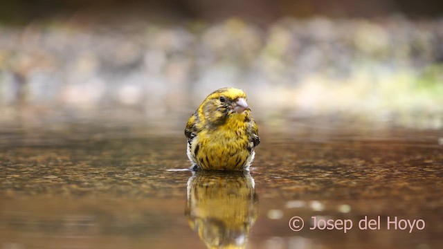 European Serin - ML634994586