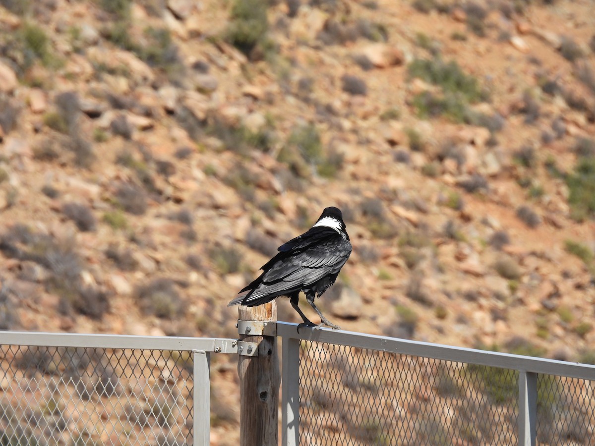 White-necked Raven - ML634994607