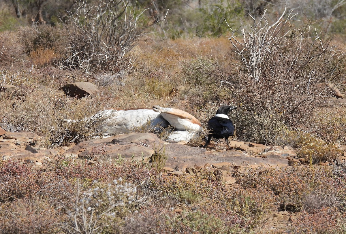 White-necked Raven - ML634994804