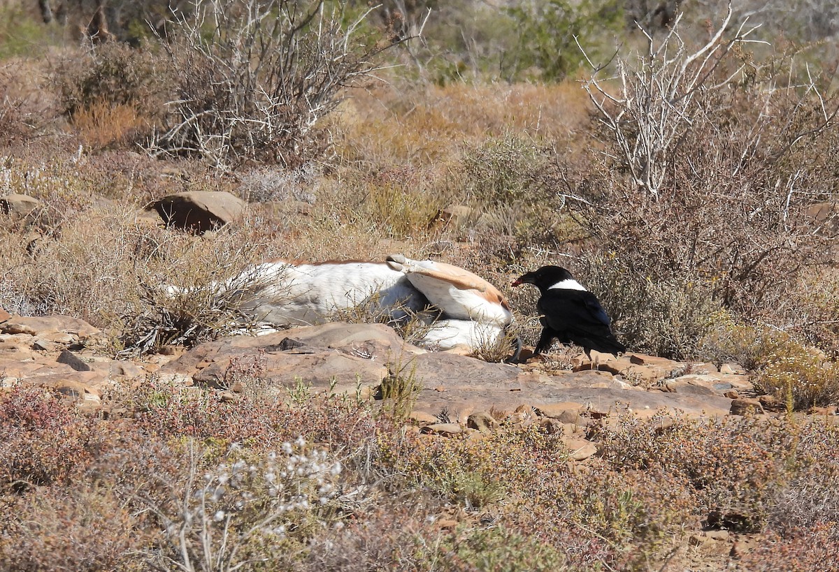 White-necked Raven - ML634994805