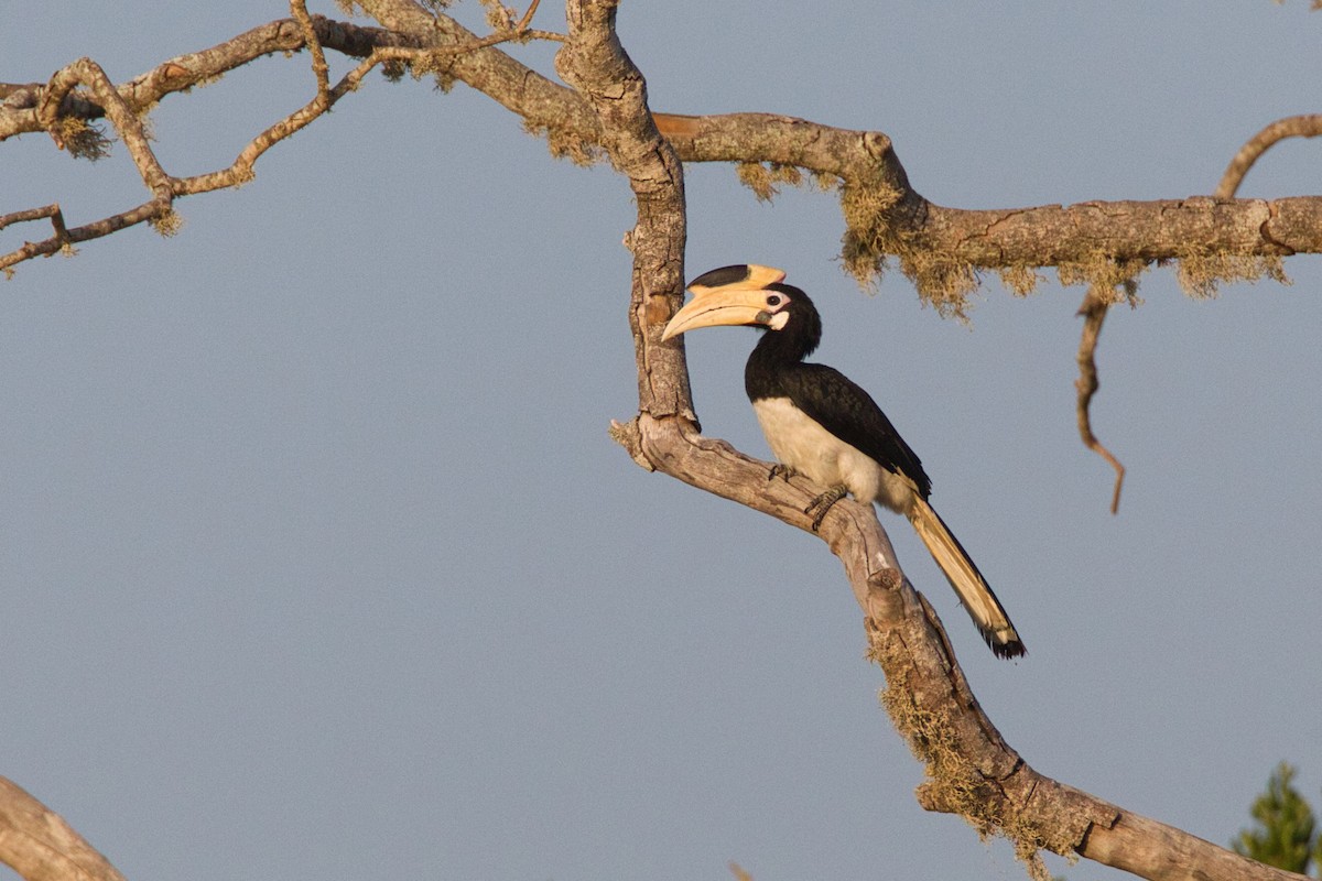 Malabar Pied-Hornbill - ML634994841