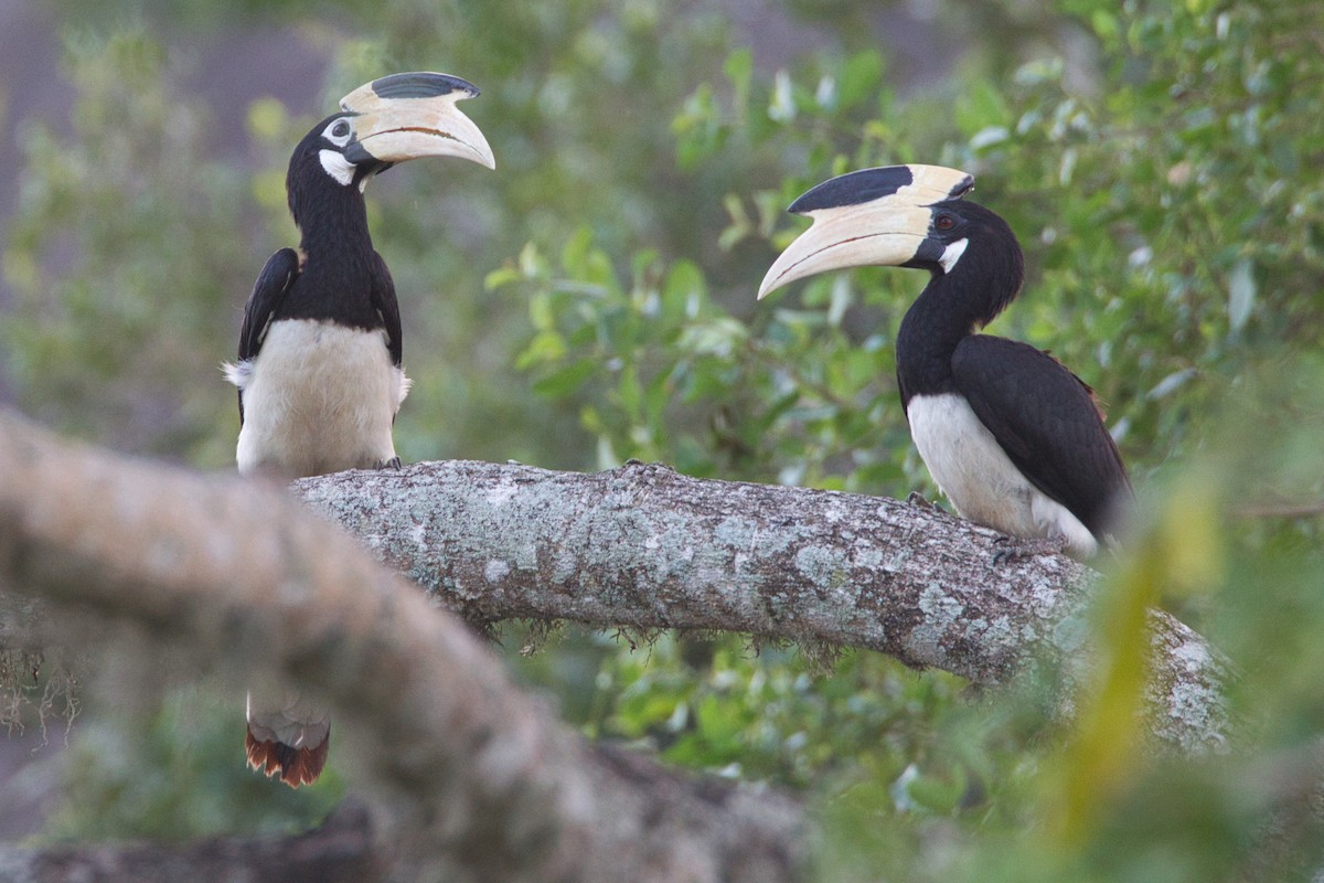 Malabar Pied-Hornbill - ML634994842