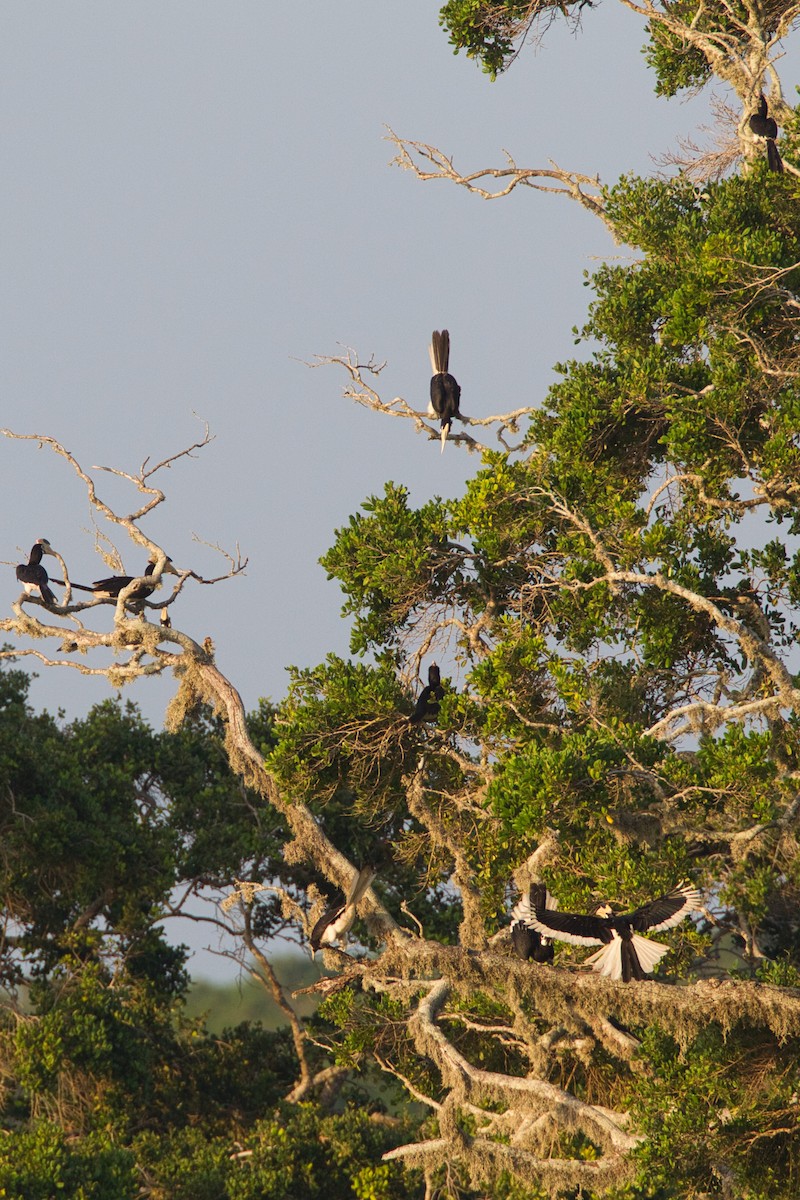 Malabar Pied-Hornbill - ML634994844