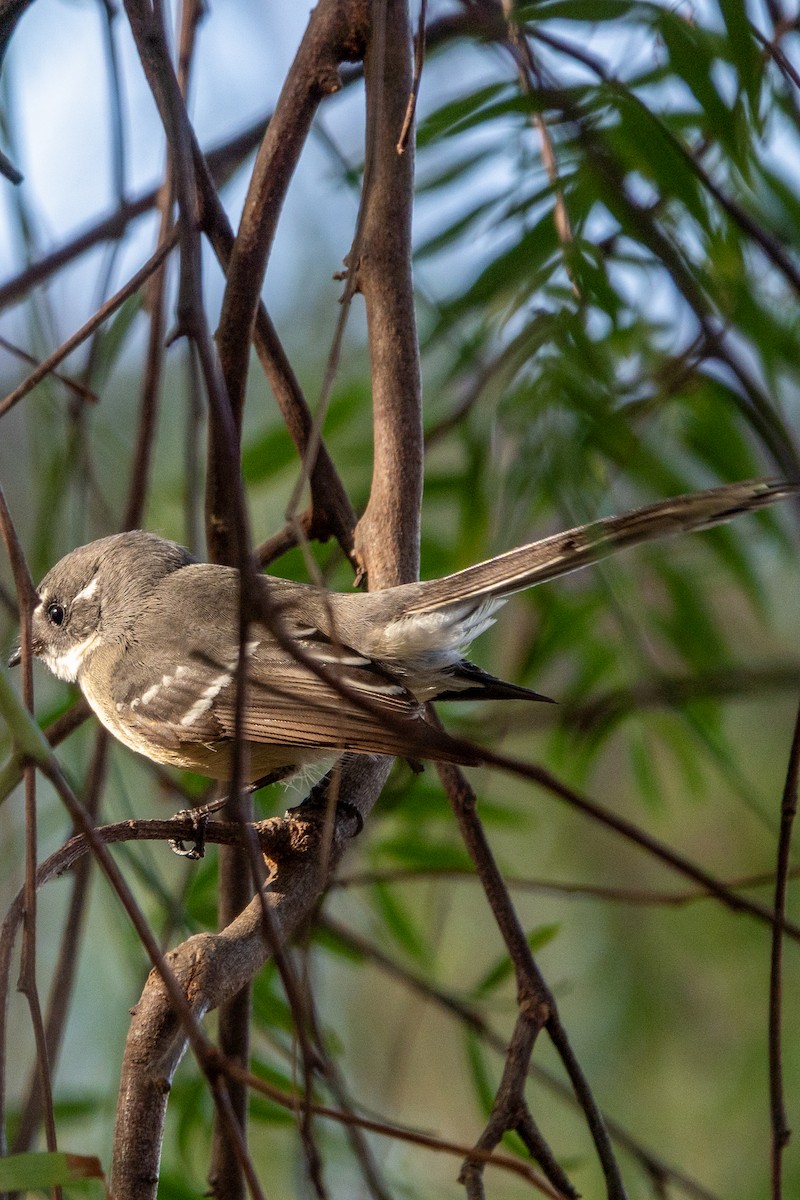 Gray Fantail - ML634995007