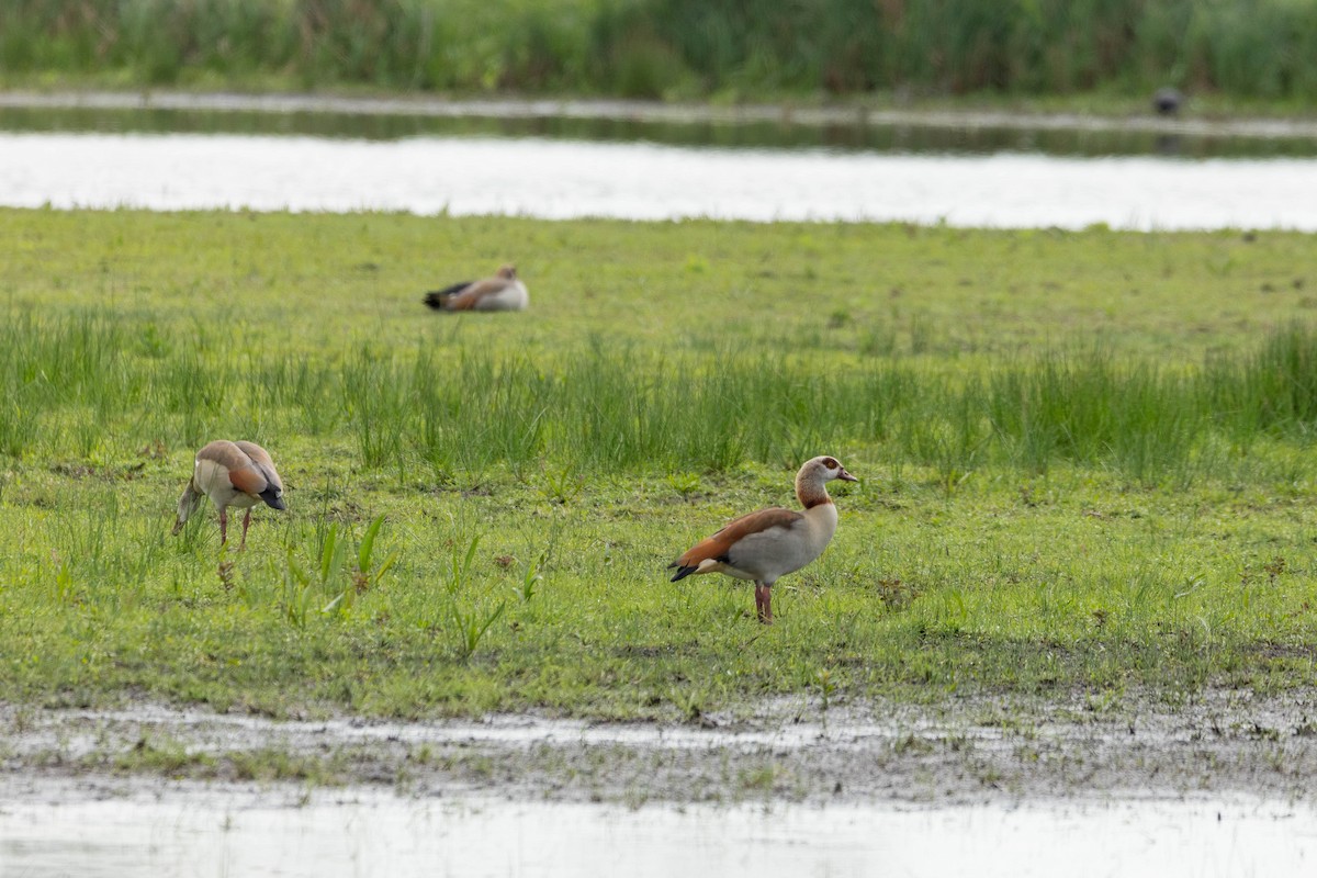 Egyptian Goose - ML634995122