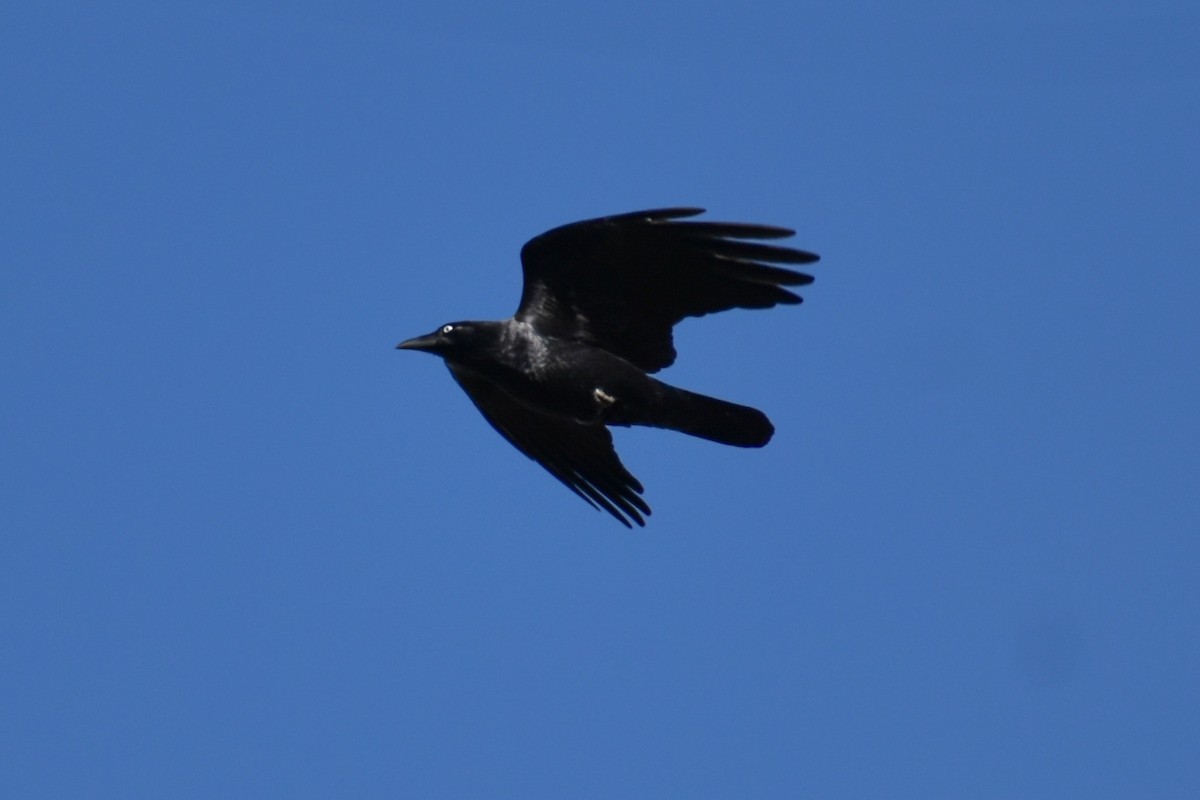 Little Raven - ML634995153