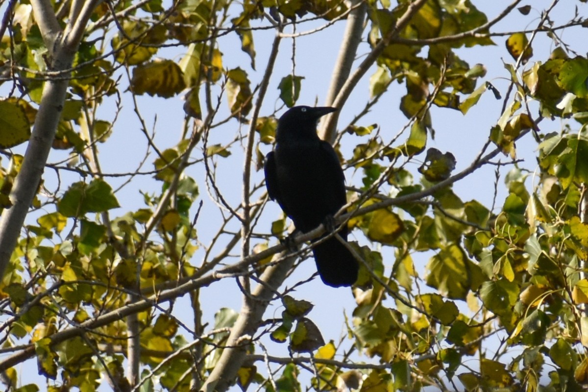Little Raven - ML634995154