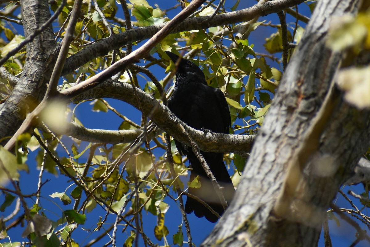 Little Raven - ML634995155