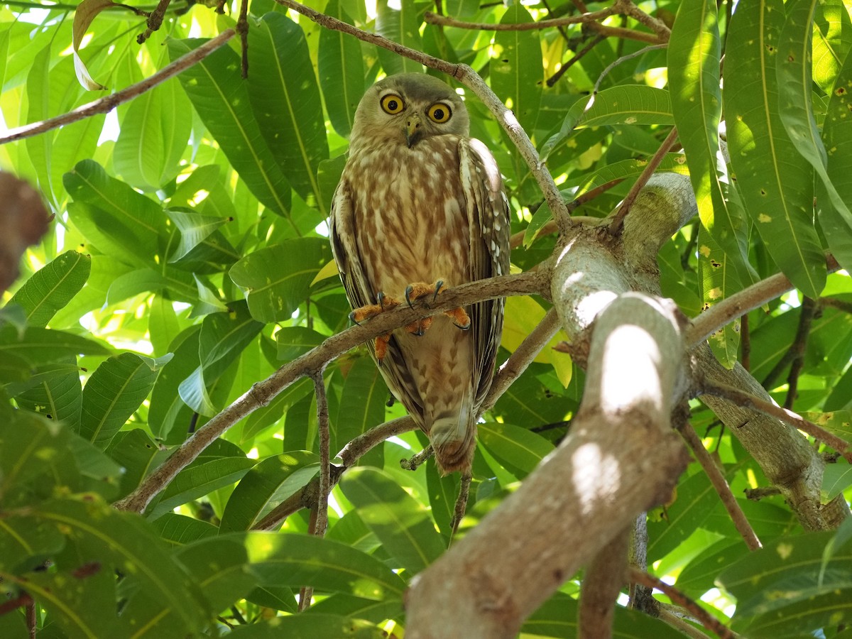 Barking Owl - ML634995356