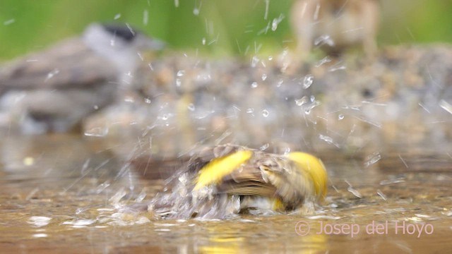 European Serin - ML634995462