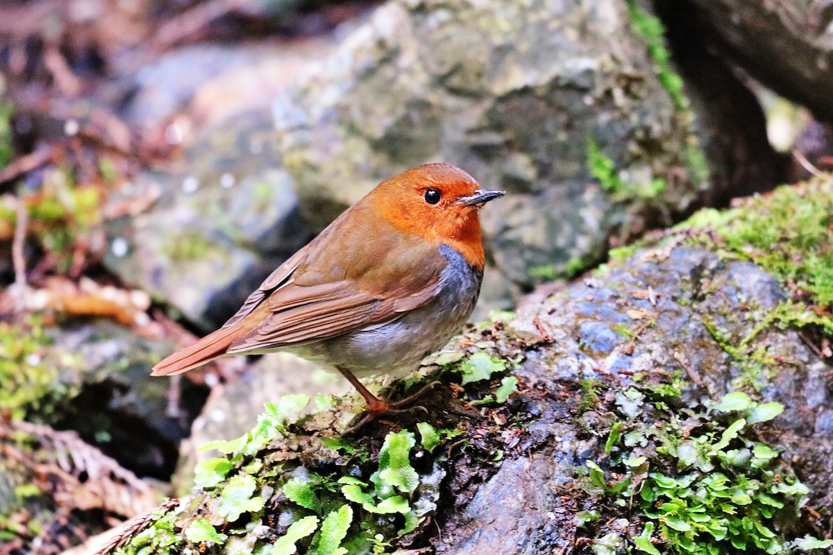 Japanese Robin - ML634995475