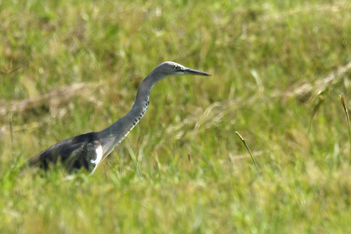Pacific Heron - ML634995597