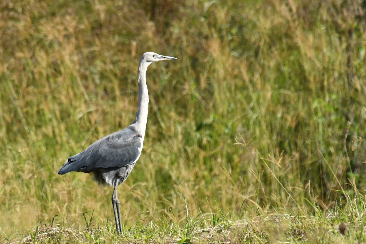 Pacific Heron - ML634995598