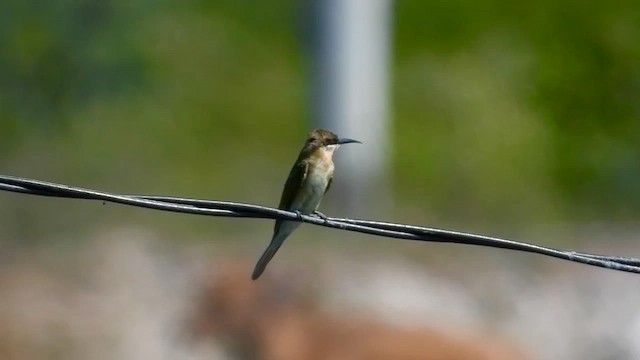 Blue-tailed Bee-eater - ML634995642