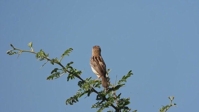 Cisticole des joncs (groupe tinnabulans) - ML634995653