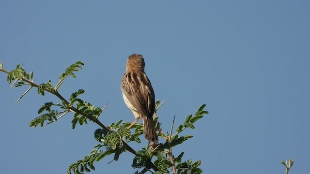 Cisticole des joncs (groupe tinnabulans) - ML634995654