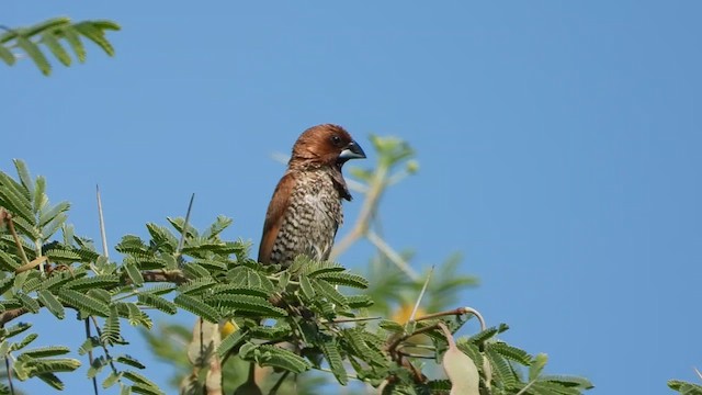 Scaly-breasted Munia (Scaled) - ML634995664