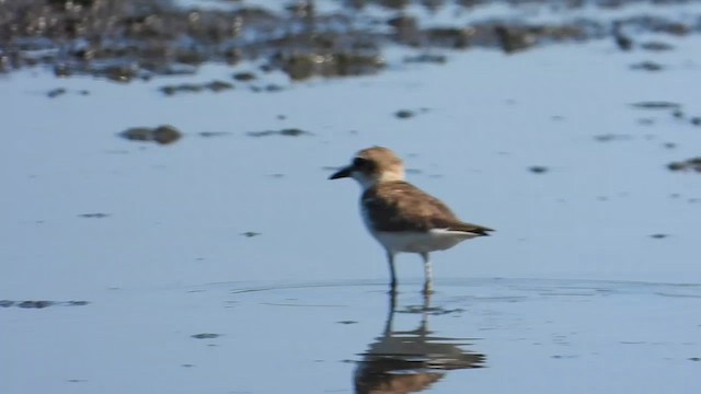 Javan Plover - ML634995744