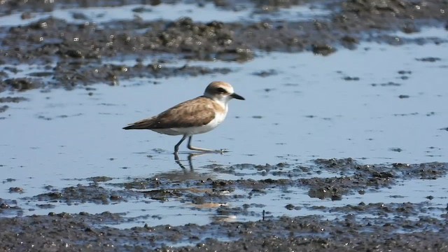 Javan Plover - ML634995746