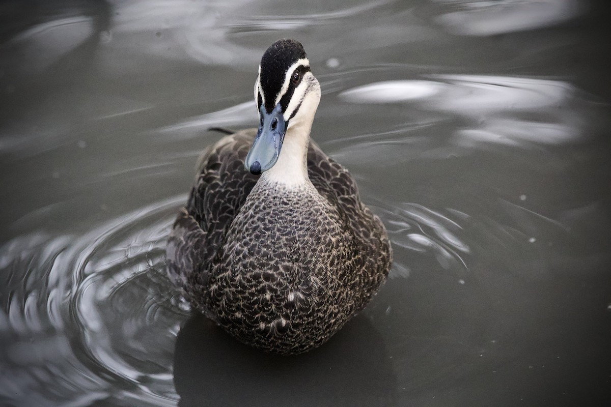 Canard à sourcils - ML634995833