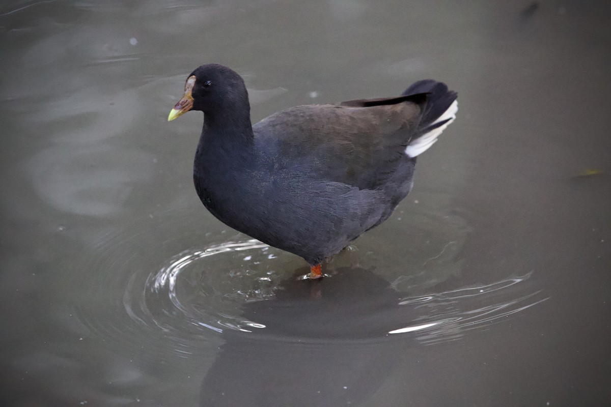Gallinule sombre - ML634995835