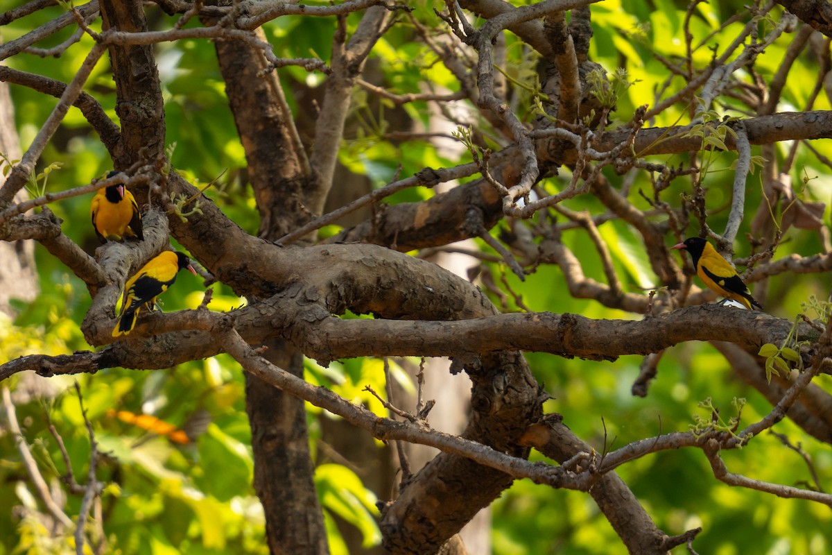 Black-hooded Oriole - ML634995847