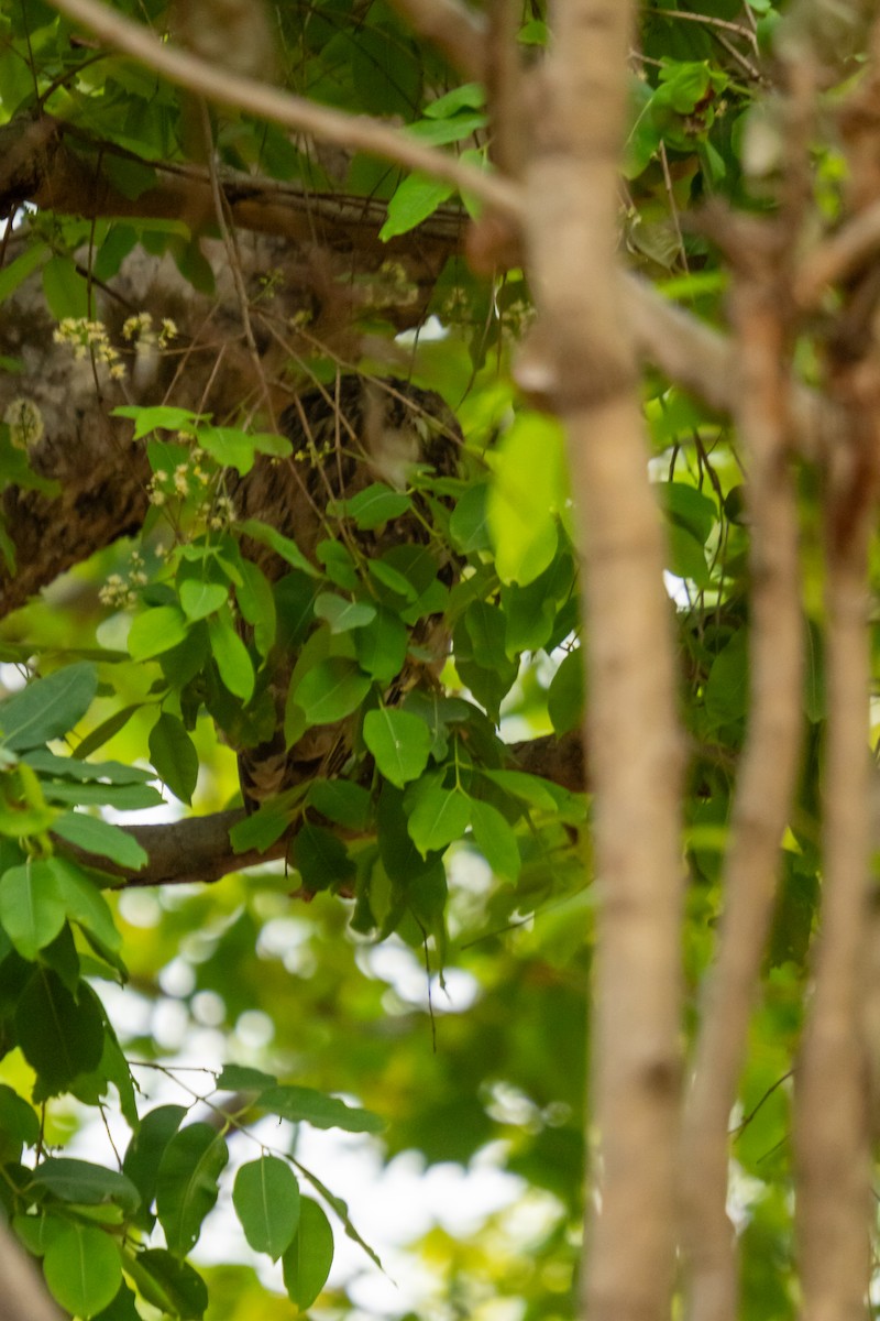Brown Fish-Owl - ML634995978