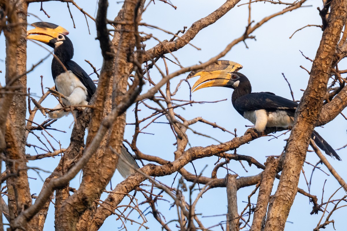 Malabar Pied-Hornbill - ML634995980