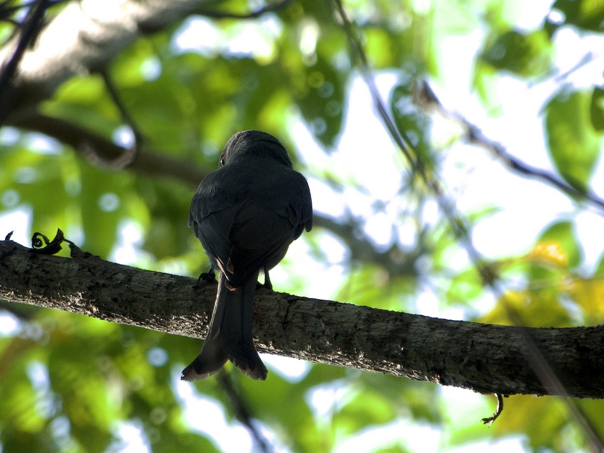 Ashy Drongo (Sooty) - ML634996085