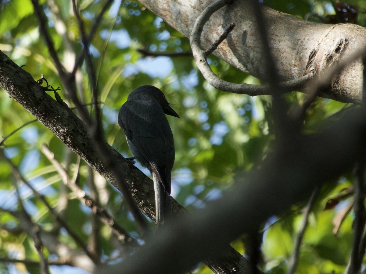 Ashy Drongo (Sooty) - ML634996087